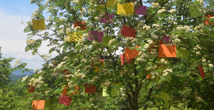 Wunschbaum Jubiläum