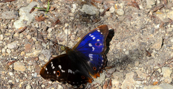 Kleiner Schillerfalter