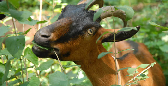 Landschaftspflege Ziege
