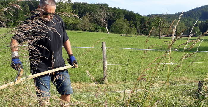 Ausmähen der neugepflanzten Hecke in Lupsingen.