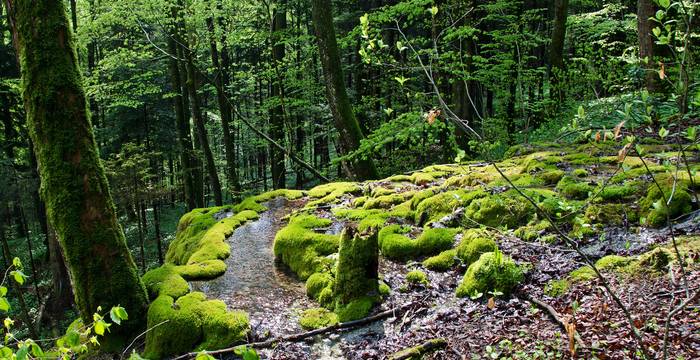 Kalksinter-Fliessquelle