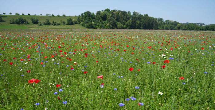 Buntbrache bei Reinach