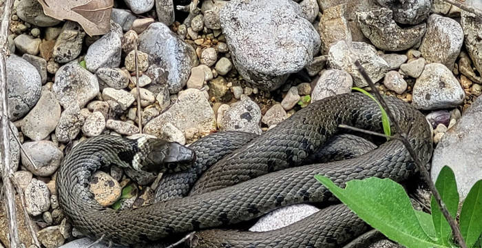 Ringelnatter beim Gymnasium Liestal