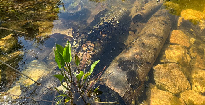 Kaulquappen beim Gymnasium Liestal