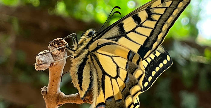 Schwalbenschwanz beim Gymnasium Liestal