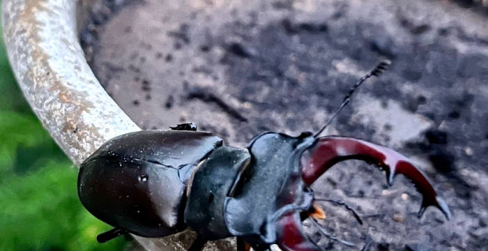 Hirschkäfer beim Gymnasium Liestal