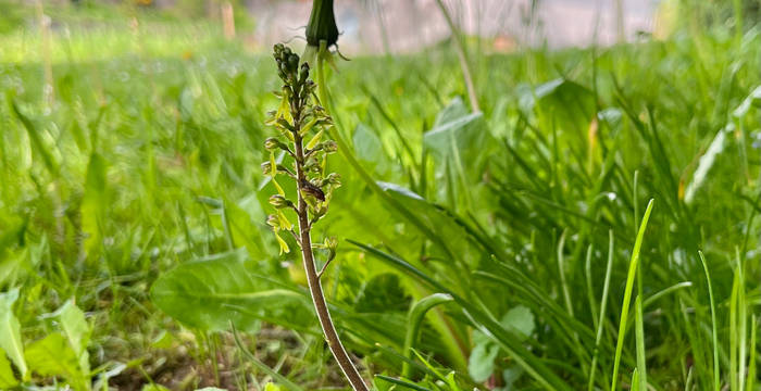 Zweiblatt beim Gymnasium Liestal