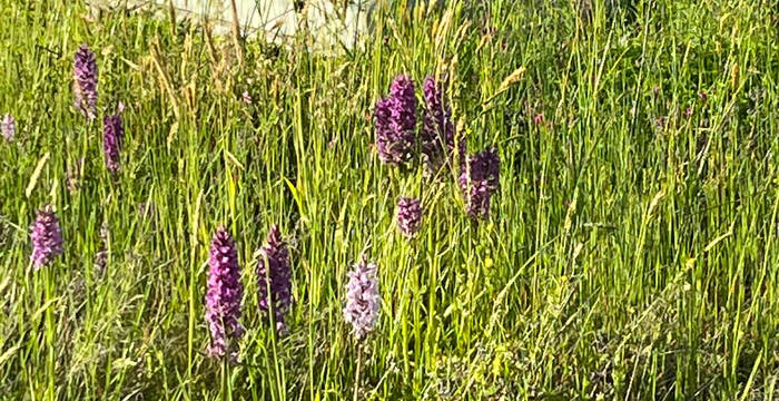 Orchideen auf dem Flachdach des Gymnasiums Liestal