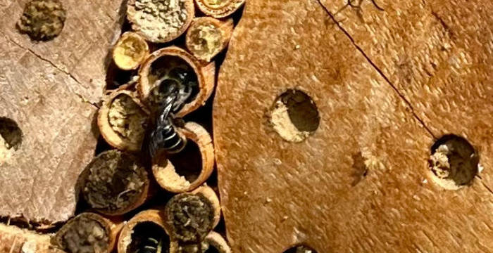 Wildbienen beim Gymnasium Liestal