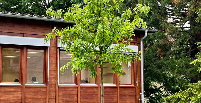 Zerr-Eiche, gepflanzt zu Ehren von Esther Derungs