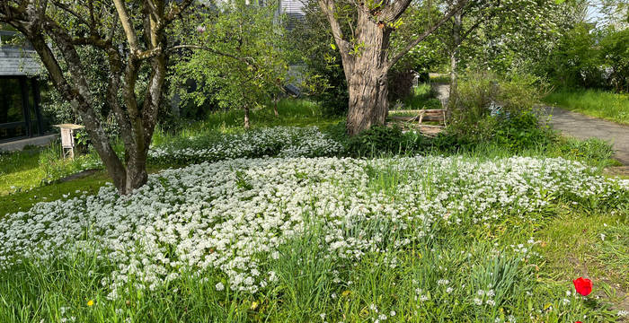 Naturnaher Garten des Gymnasiums Liestal
