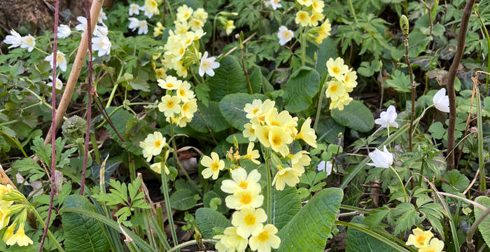 Naturnaher Garten des Gymnasiums Liestal