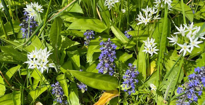 Naturnaher Garten des Gymnasiums Liestal