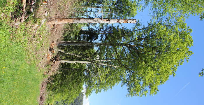 Waldrandauflichtung Bergmatte