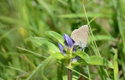 Kreuzenzian-Ameisenbläuling, Weibchen bei der Eiablage