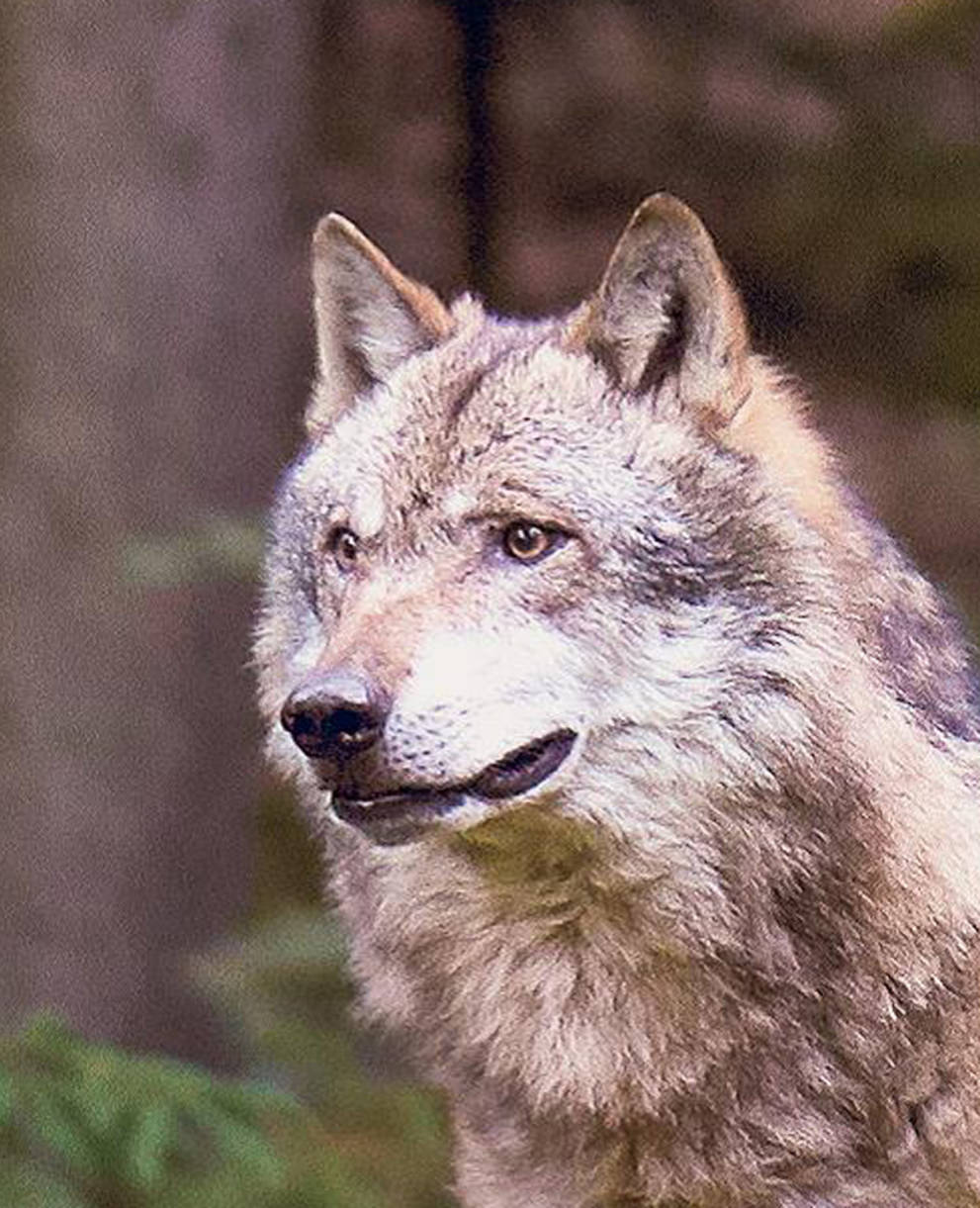 Wolf_Canis_lupus_1920x960_cr_wwwistockphotode.jpg