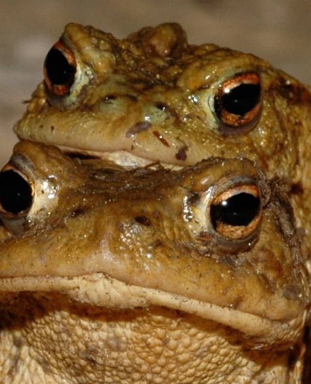 Erdkröte Bufo bufo