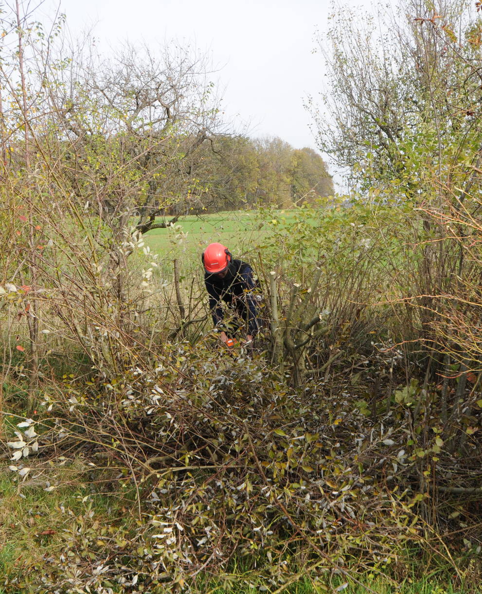 Am Naturschutztag werden u.a. Hecken gepflegt (Foto: Thomas Zumbrunn).