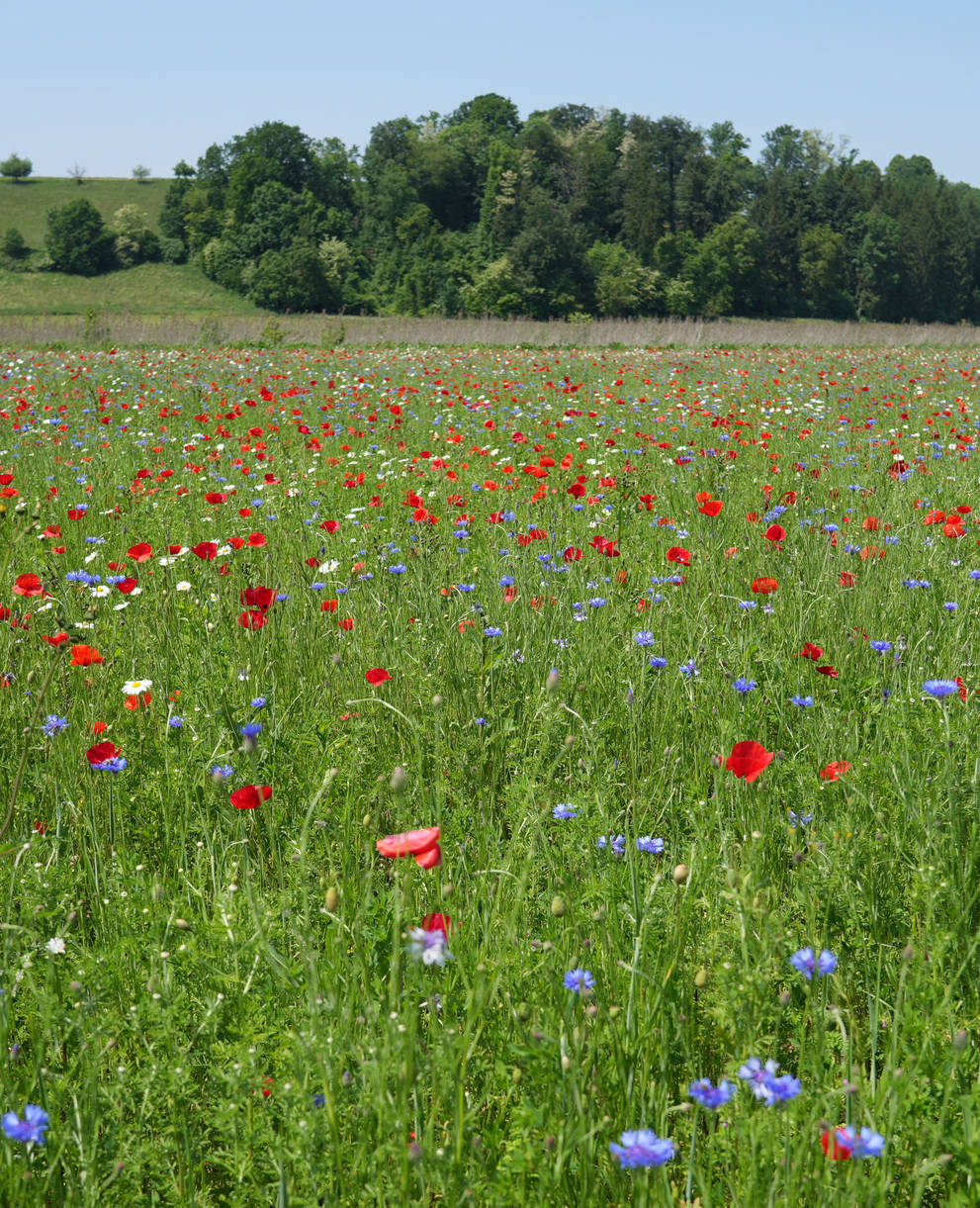 Buntbrache bei Reinach